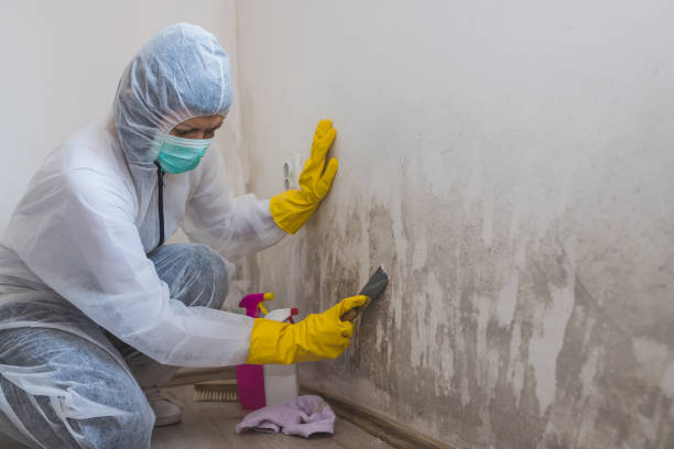 Why You Should Choose Our Mold Remediation Services in Shasta Lake, CA